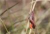 Chorthippus sp.